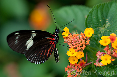 263 Doris-Falter - Heliconius doris